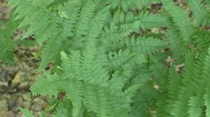 Гриб Серно - Желтый врос в ветку .Муж мешает снимать видео .Урок !?