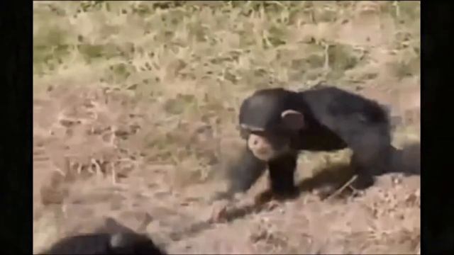 Мир Животных! смотреть онлайн