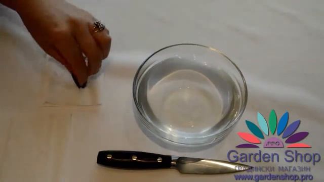 كيف نزرع البذور strelitzia reginae смотреть онлайн