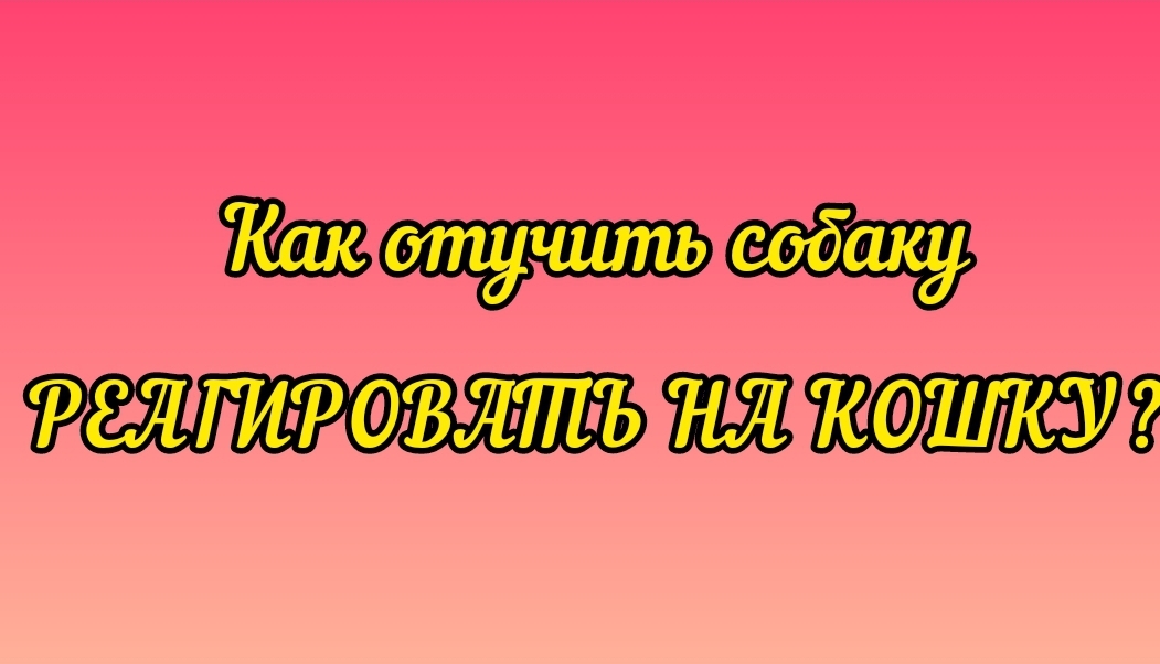 Как отучить собаку реагировать на кошек