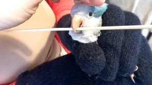 Как приручить попугая, приучаем к рукам