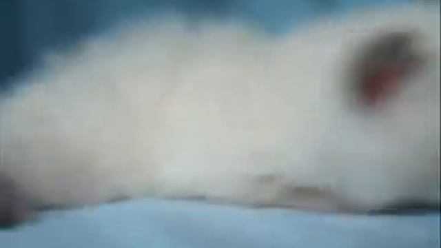 RugRunners Munchkin Jitter Bugs kitten  Kitten Video смотреть онлайн