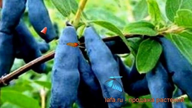 Жимолость съедобная Голубое веретено ? обзор: как сажать, саженцы жимолости Голубое веретено смотреть онлайн
