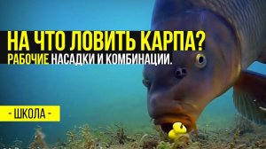 На что ловить карпа? Рабочие Насадки и комбинации.