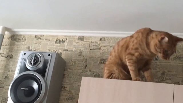 Молодые задиристые #рыжие_котики разминаются боксом и борьбой Под потолком кухни смотреть онлайн