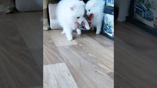 любимые игры малышни. щенки играют. японский шпиц #puppy #japanesespitz #японскийшпиц #шпиц #puppie