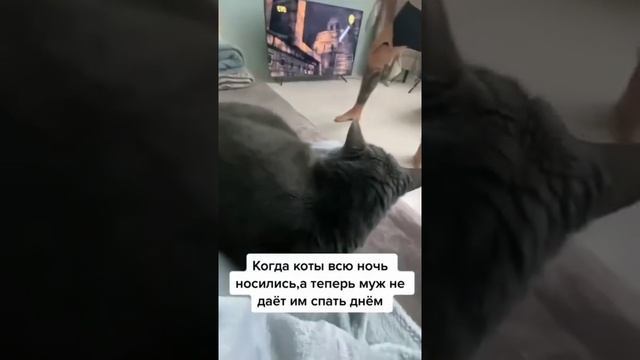 когда коты всю ночь носились, теперь хозяин не даёт им спать ?