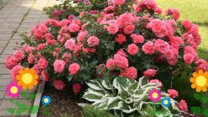 Роза парковая (Rosarium Uetersen). Краткий обзор, описание характеристик, где купить саженцы