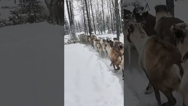 Спилили рога и выпускаем оленей