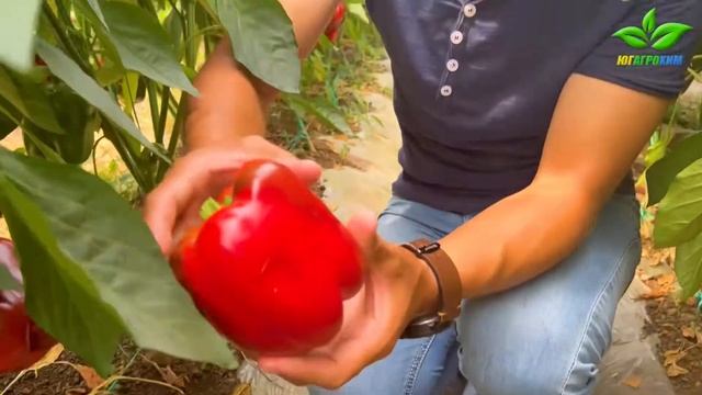 КРУПНЫЙ ПЕРЕЦ "ПИКТОР"! смотреть онлайн