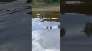 Медведь переплывает реку Зея!