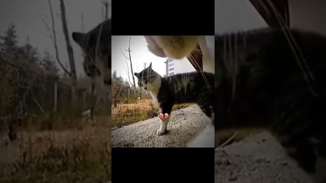 СМОТРИ И СМЕЙСЯ смотреть онлайн