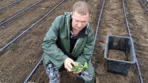 Сажаем маточник клубники)