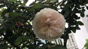 Rose Bolero & Banksia 20210406