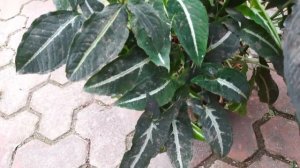 Syngonium plant collection nd caring|crAzy giRls-Gardening nd Cooking