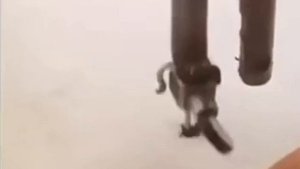 БЕСЯЧИЙ Комар.MP4