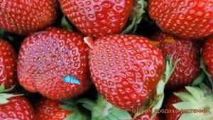 Земляника садовая Альтесс (fragaria altess) ? Альтесс обзор: как сажать, рассада земляники Альтесс