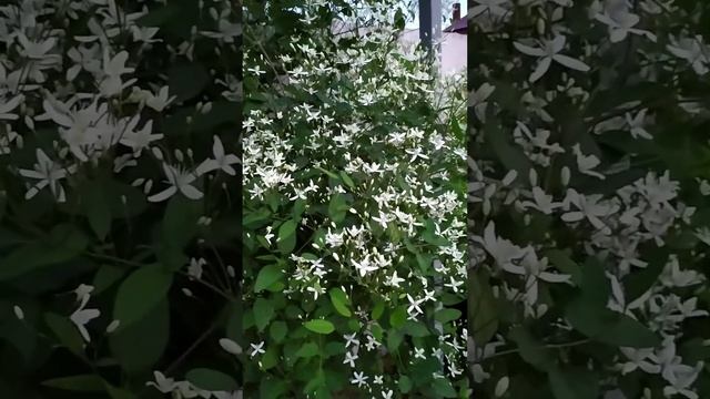 Июньский вечер. Медовый аромат от цветения клематиса мелкоцветкового. #садсвоимируками #сад