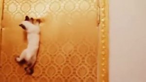 Меконгский Бобтейл - Все О Породе