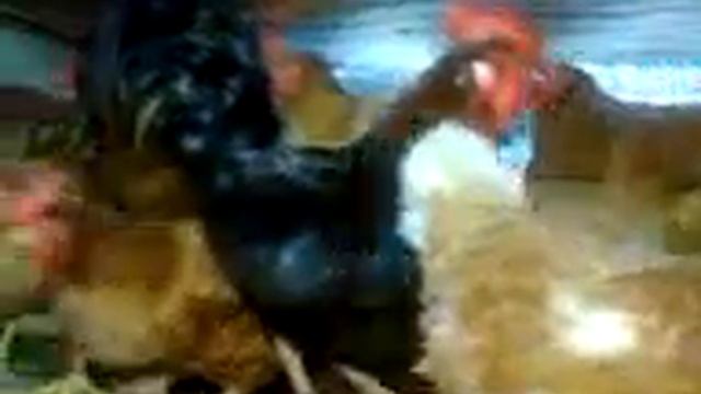 Петя Курей будешь топтать? :D смотреть онлайн