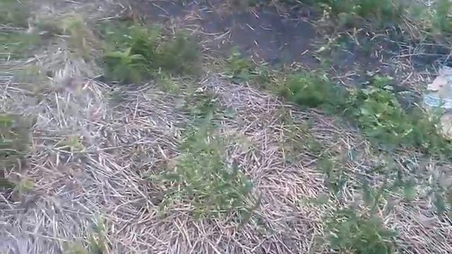 природное земледелие. под соломой огород. смотреть онлайн