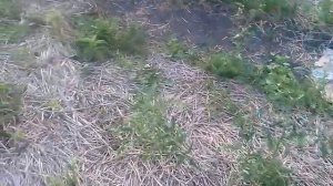 природное земледелие. под соломой огород.
