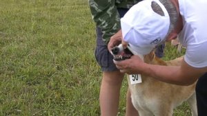 Русская гончая - выжловки. Межрегиональная выставка собак гончих пород "Мемориал Р.И.Шияна"