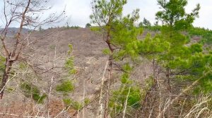 Грибник НАШЁЛ КАРЕЛИЮ в КРАСНОДАРСКОМ КРАЕ! ТАКОГО ВЫ ЕЩЁ НЕ ВИДЕЛИ! Маслята В НОЯБРЕ! Грибы 2022