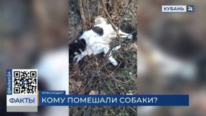 Массовая травля собак на Ростовском шоссе в Краснодаре: кто и зачем убивает дворняг?