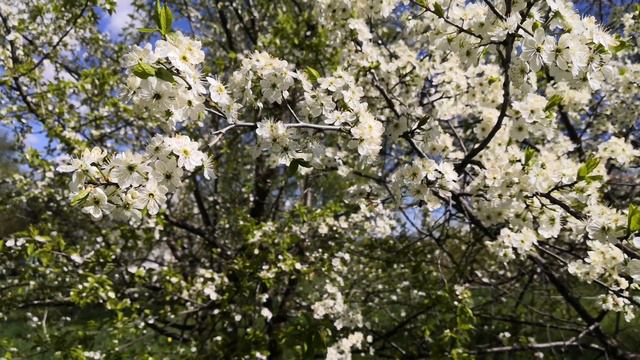 Цветение вишни. Белые цветы вишни. Сезонное цветение. #relax #вишня #цветение #белаявишня смотреть онлайн