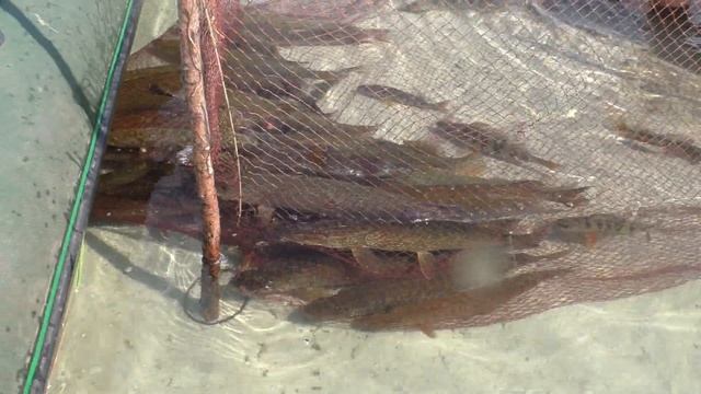 МЕГА-РЫБАЛКА 2021 НА МАНСИЙСКОМ ОЗЕРЕ. ВОТ ЭТО ФИНАЛ! смотреть онлайн