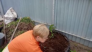 Время сажать перцы.
