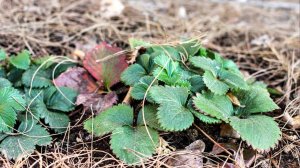 Опытные садоводы мульчируют так клубнику и собирают ведрами! Чем и как мульчировать клубнику?