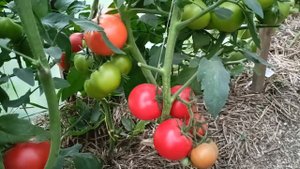 Томат "Шериф"