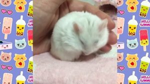 СМЕШНОЕ ВИДЕО ПРО ХОМЯЧКОВ! смешная озвучка хомячки Джунгарики