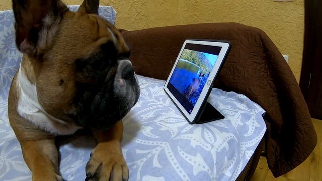 РЕАКЦИЯ ФРАНЦУЗСКОГО БУЛЬДОГА НА САМОГО СЕБЯ! Французский бульдог приколы. Жекери. смотреть онлайн