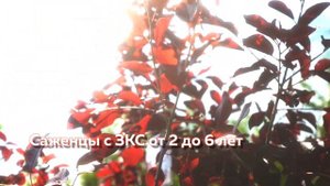 Черемуха Шуберт — саженцы из интернет-магазина Tree Сада.ru