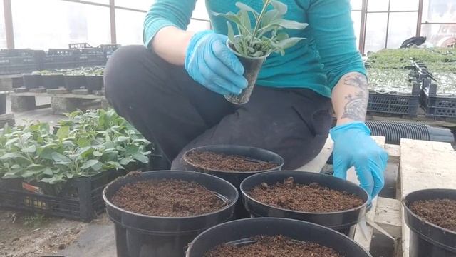 Тепличные работы 2022, о Тайдале, стрижка, перевалка, пикировка....