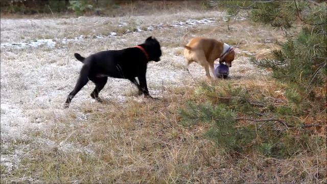 Кане корсо и амстафф. смотреть онлайн