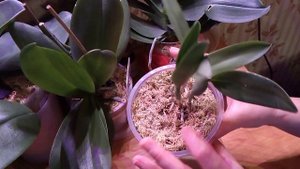 Особенности полива орхидей,посаженных в мох.