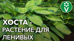 Секреты выращивания ХОСТЫ в саду!