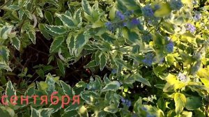 Кариоптерис кладонский пестролистный Орехокрыльник в саду Caryopteris