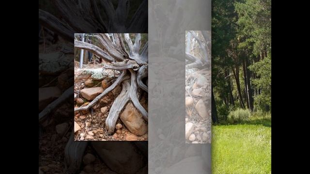 Скульптор-корнепластик В. С. Парфёнов | Карпова Анна Александровна смотреть онлайн