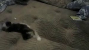 Котенка мучают