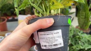 Уценка орхидей и зеленые лиственные растения ТЦ Материк. Где купить Цитрус и филодендрон