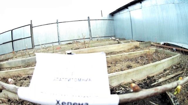 Колоновидная черешня Хелена. Описание сорта, видео, фото. Весенняя посадка колоновидной черешни смотреть онлайн