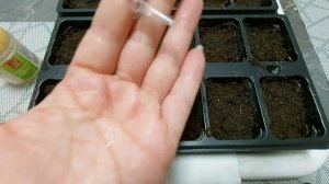 Посев петунии и обзор всходов петунии ампельной Тайдал Вейв (Tidal Wave)