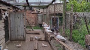 Сельские голуби. 14 05 2022 года,в гостях у Руслана, Дагестанские  голуби. Посёлок Терек.