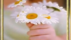 Песня про ромашку