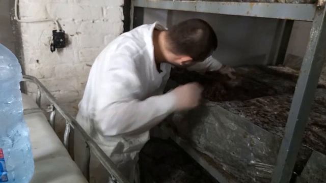 Рыхление и выравнивание компоста перед засыпкой покровного слоя (Выращивание шампиньонов) смотреть онлайн